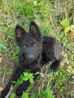 Fajtatiszta mudi kan kölyök elvihető!