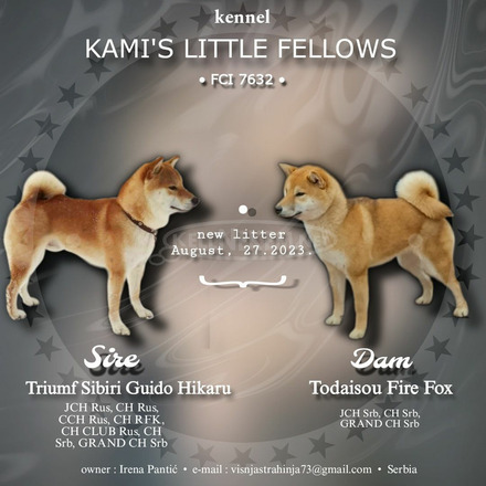 Shiba inu kiskutyák eladók - 1/8