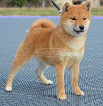 Shiba inu kiskutyák eladók - 2/8