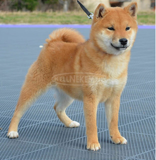 Shiba inu kiskutyák eladók