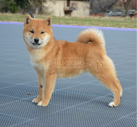Shiba inu kiskutyák eladók - 3/8