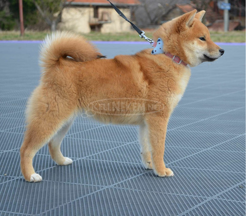 Shiba inu kiskutyák eladók - 4/8