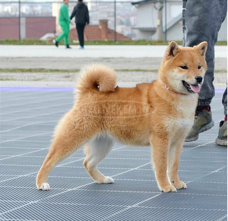 Shiba inu kiskutyák eladók - 5/8