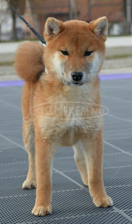 Shiba inu kiskutyák eladók - 6/8