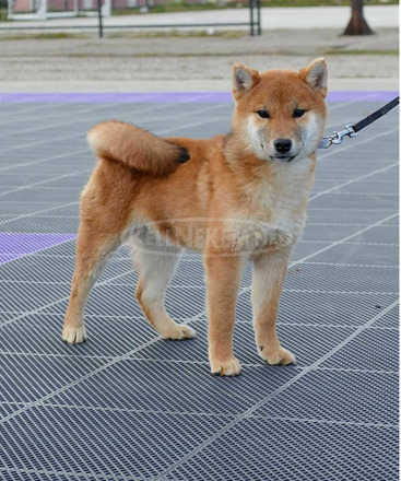 Shiba inu kiskutyák eladók - 7/8