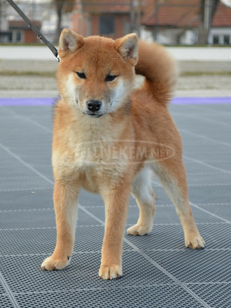 Shiba inu kiskutyák eladók - 8/8