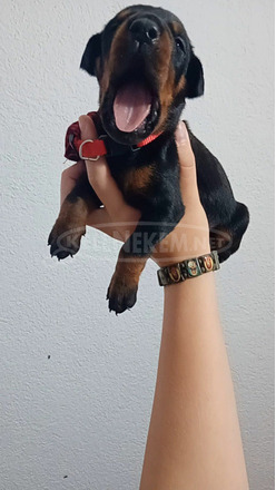 Doberman kölykök - 1/10