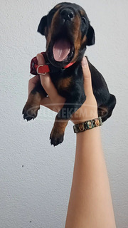 Doberman kölykök