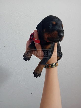 Doberman kölykök - 2/10