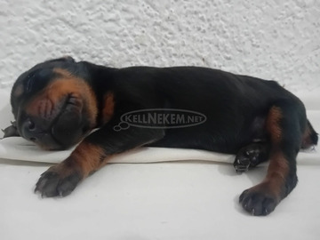 Doberman kölykök