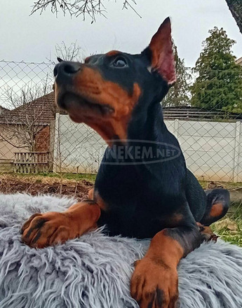 Doberman kölykök - 4/10