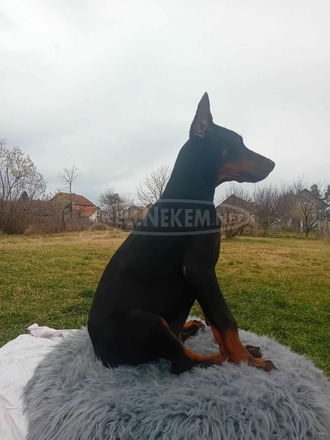Doberman kölykök - 5/10