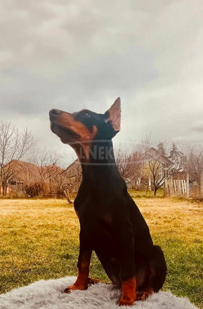 Doberman kölykök - 6/10