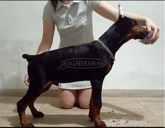 Doberman kölykök - 7/10