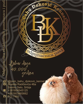 Pomerániai spitz kölykök - 6/8