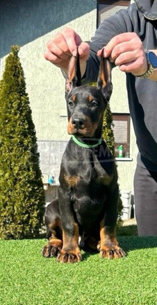 Doberman kiskutyák eladók - 1/9