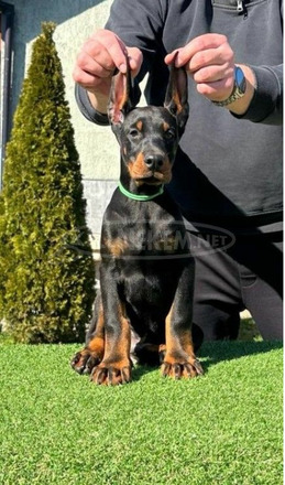 Doberman kiskutyák eladók - 4/9