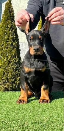 Doberman kiskutyák eladók - 5/9