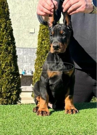 Doberman kiskutyák eladók - 6/9