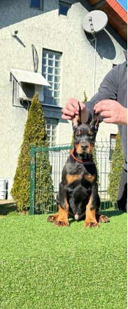 Doberman kiskutyák eladók - 7/9