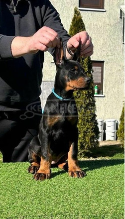 Doberman kiskutyák eladók - 8/9