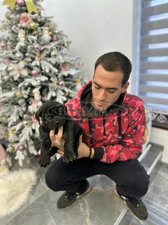 Presa Canario kölykök - 1/9