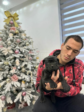 Presa Canario kölykök - 3/9