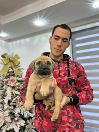 Presa Canario kölykök - 5/9