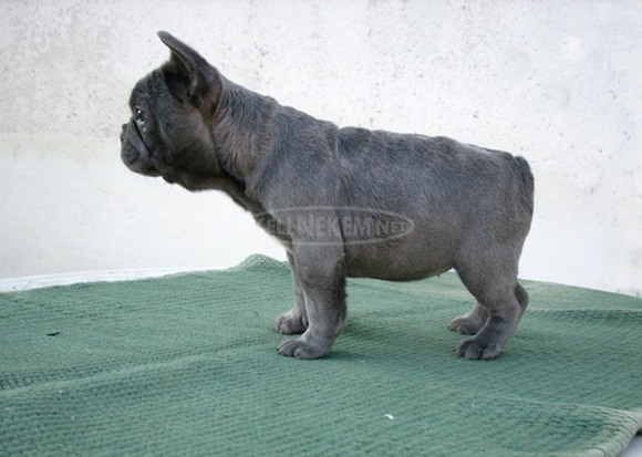 Francia bulldog, blue lány (Fluffy carrier) - 1/11