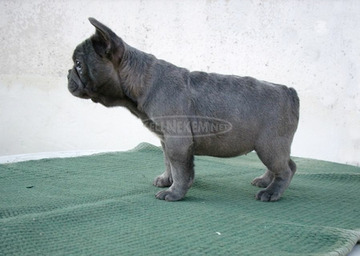 Francia bulldog, blue lány (Fluffy carrier)