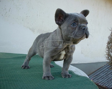 Francia bulldog, blue lány (Fluffy carrier)