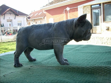 Francia bulldog, blue lány (Fluffy carrier)