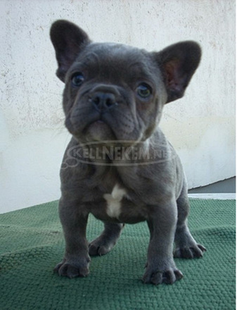 Francia bulldog, blue lány (Fluffy carrier) - 4/11