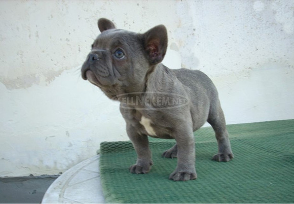 Francia bulldog, blue lány (Fluffy carrier) - 5/11