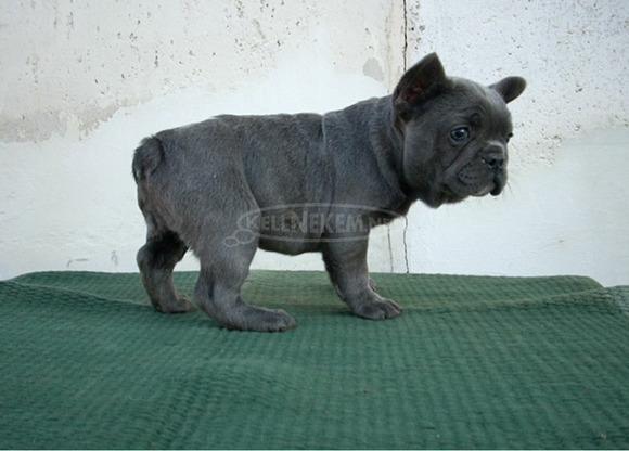 Francia bulldog, blue lány (Fluffy carrier) - 6/11