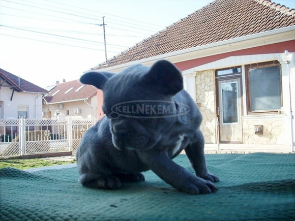 Francia bulldog, blue lány (Fluffy carrier) - 7/11