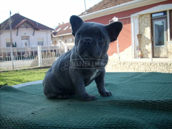 Francia bulldog, blue lány (Fluffy carrier) - 10/11