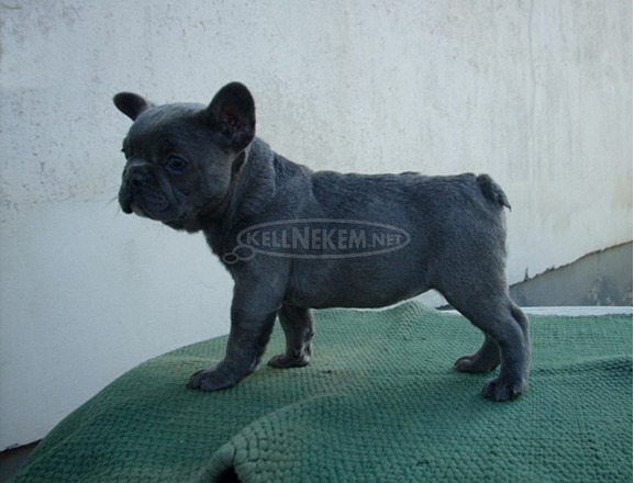 Francia bulldog, blue lány (Fluffy carrier) - 11/11