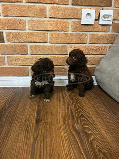 Lagotto Romagnolo kölykök