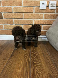 Lagotto Romagnolo kölykök