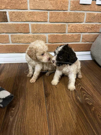 Lagotto Romagnolo kölykök - 4/11