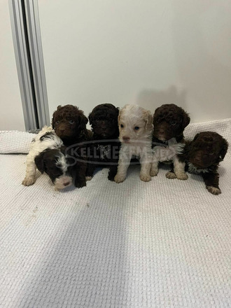 Lagotto Romagnolo kölykök - 5/11