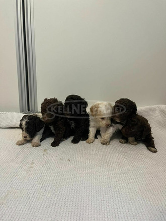 Lagotto Romagnolo kölykök - 6/11