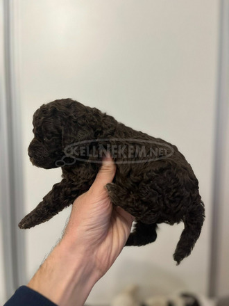 Lagotto Romagnolo kölykök - 7/11
