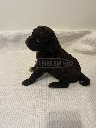 Lagotto Romagnolo kölykök - 8/11