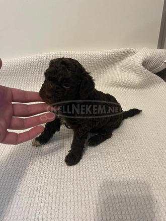 Lagotto Romagnolo kölykök - 9/11