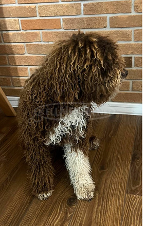 Lagotto Romagnolo kölykök - 11/11