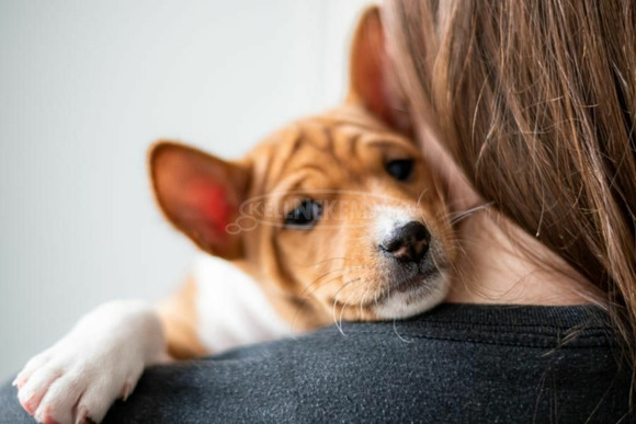 Basenji kiskutyák eladók - 8/12