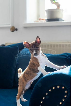 Basenji kiskutyák eladók - 9/12