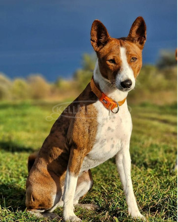 Basenji kiskutyák eladók - 11/12